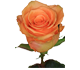 گل رز هلندی سینامون